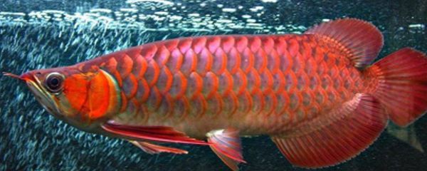 紅龍魚溫度調多少合適：紅龍魚最適宜的水溫范圍在24至30攝氏度之間