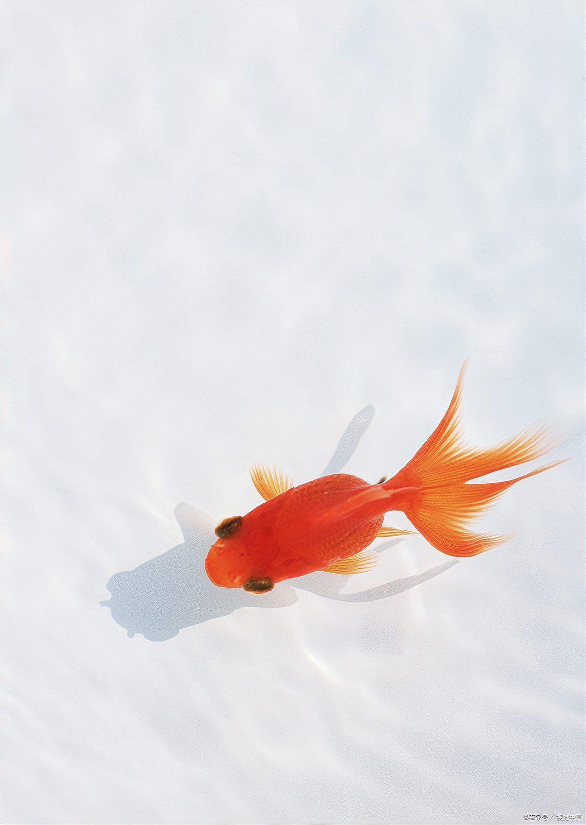 金魚魚鱗掉了會自己長出來嗎？