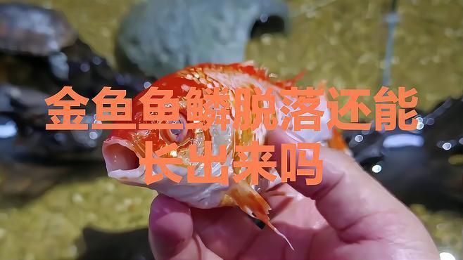金魚魚鱗掉了會自己長出來嗎？