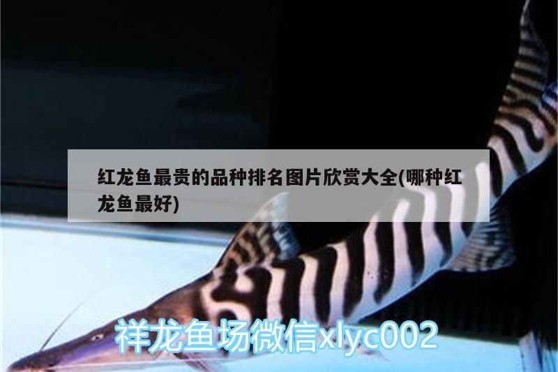 紅龍和金龍魚的區別：紅龍魚和金龍魚的區別