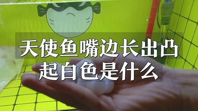 如何判斷魚嘴凸起白色包是哪種原因？