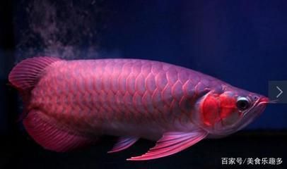 龍魚四大品牌：搜索結(jié)果中提到的一些紅龍魚品牌