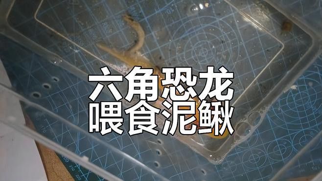 六角恐龍魚吃東西視頻 六角恐龍魚吃東西視頻 龍魚百科 第1張