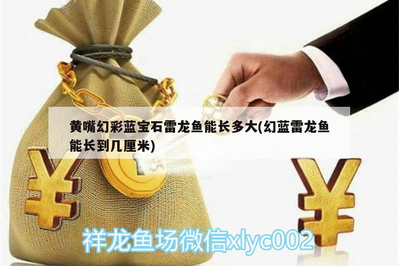 黃嘴幻彩藍寶石雷龍魚能長多大(幻藍雷龍魚能長到幾厘米)