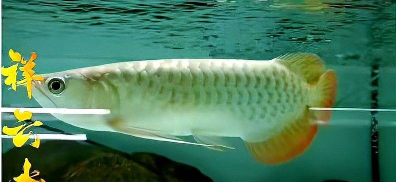 龍魚除了蟑螂還能吃什么？