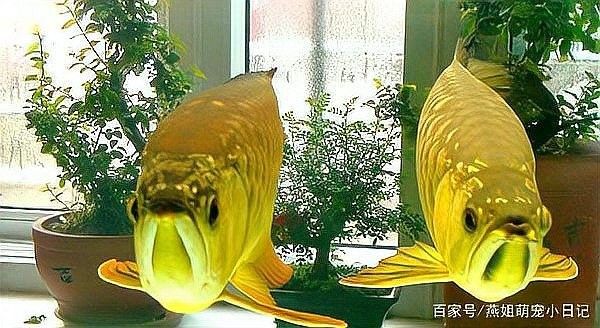 龍魚除了蟑螂還能吃什么？