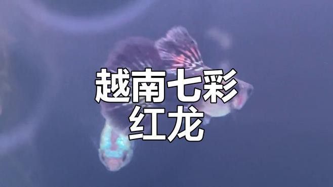 越南紅龍和潮汕紅龍的價格差異大嗎？