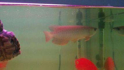 金龍魚持續(xù)張嘴呼吸和拒食的原因：金龍魚持續(xù)張嘴呼吸和拒食可能是由于多種原因引起的