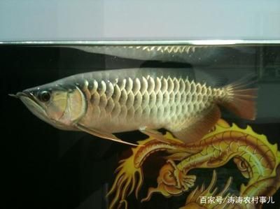 金龍魚好不好養活呢怎么看（金龍魚水質管理技巧，金龍魚混養注意事項） 金龍魚好不好養活呢怎么看（金龍魚水質管理技巧，金龍魚混養注意事項） 龍魚百科 第5張