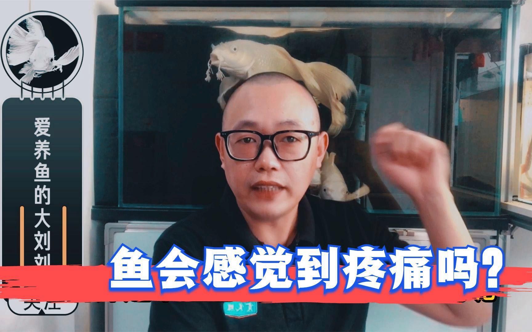 翻鰓手術后龍魚會疼嗎？