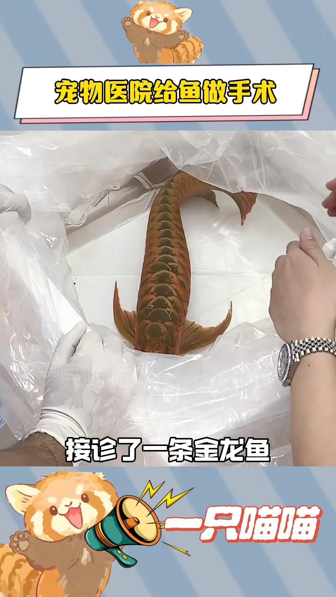 翻鰓手術后龍魚會疼嗎？