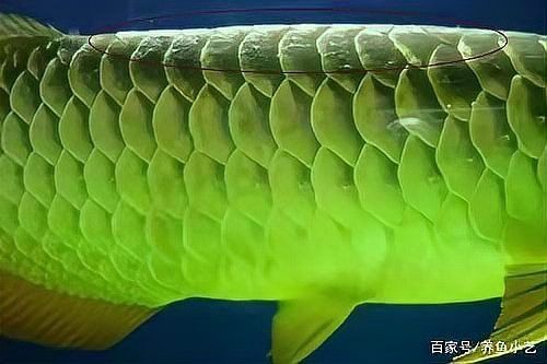 龍魚白霉病的治療周期是多久？