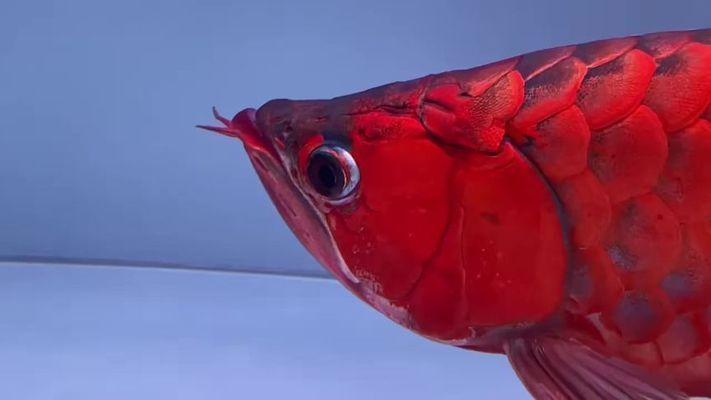 盤古杯世界龍魚錦標賽：盤古杯世界龍魚錦標賽是一項與龍魚相關的賽事