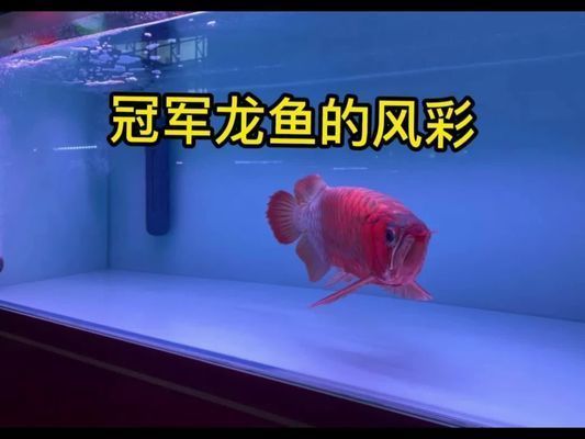 盤古杯世界龍魚錦標(biāo)賽：盤古杯世界龍魚錦標(biāo)賽是一項(xiàng)與龍魚相關(guān)的賽事