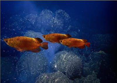 紅龍魚和蝴蝶鯉的雜交品種：紅龍魚和蝴蝶鯉可以雜交嗎？