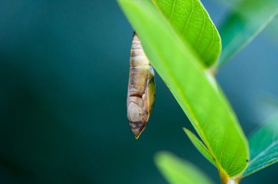紅龍魚和蝴蝶鯉的雜交品種：紅龍魚和蝴蝶鯉可以雜交嗎？