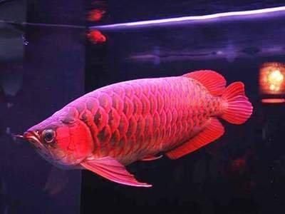 紅龍魚的特點描寫（紅龍魚發色方法,）