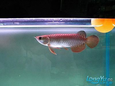 60公分高背金龍魚視頻：關于高背金龍魚的一些問題