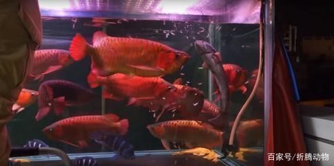 和紅龍魚混養(yǎng)的高端魚有哪些品種：和紅龍魚混養(yǎng)的高端魚種