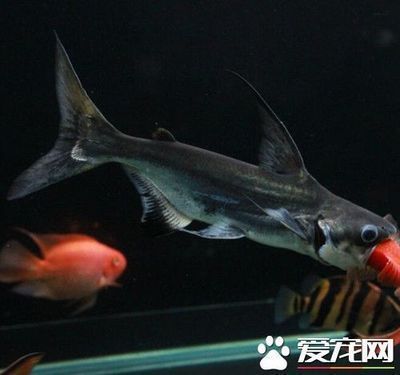 龍魚能和鯊魚一起養嗎：如何判斷龍魚是否受驚,水族箱混養魚類的注意事項