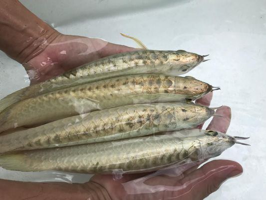 龍魚怎么調理胃腸道（如何調理龍魚的胃腸道）