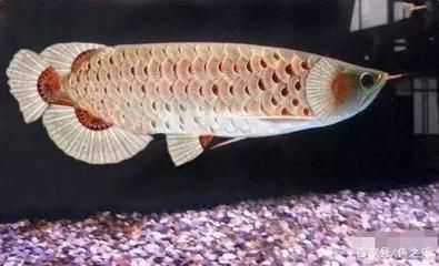 龍魚怎么調理胃腸道（如何調理龍魚的胃腸道）