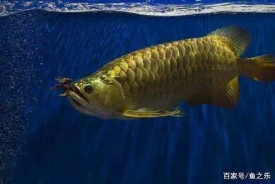 龍魚的產地是哪里最好：印度尼西亞、馬來西亞、菲律賓、新加坡都是龍魚的重要產地