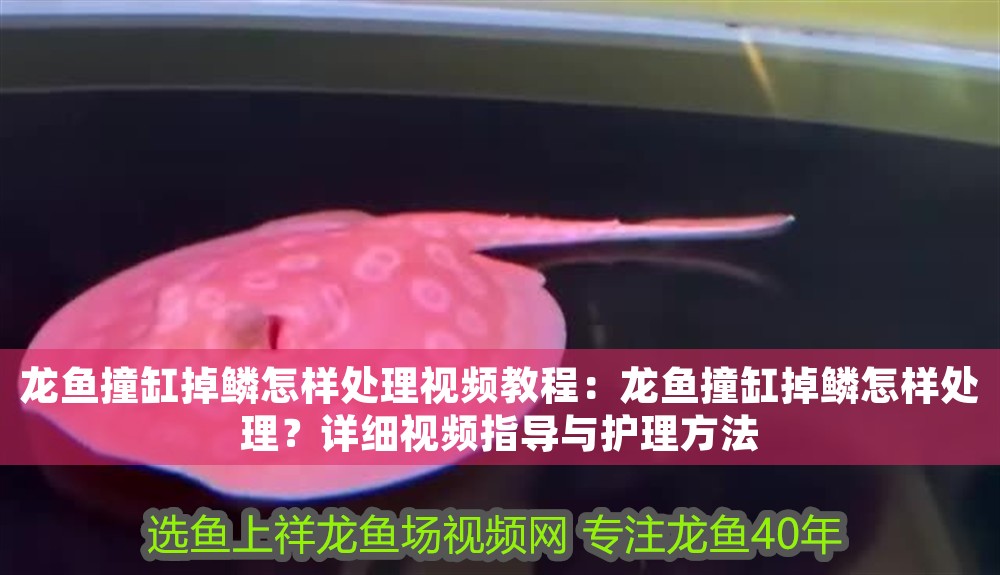 龍魚撞缸掉鱗怎樣處理視頻教程：龍魚撞缸掉鱗怎樣處理？詳細(xì)視頻指導(dǎo)與護(hù)理方法