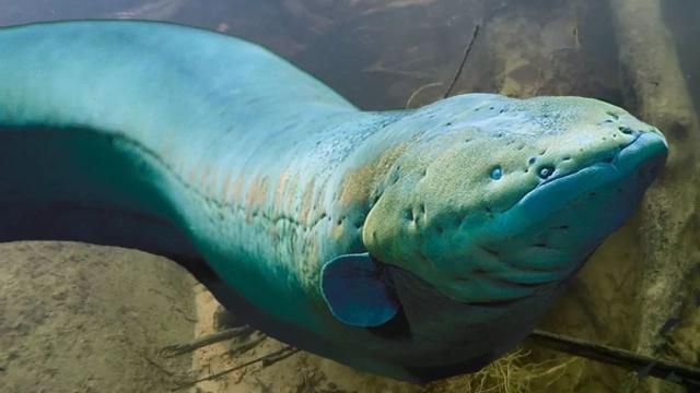 龍魚撞缸掉鱗怎樣處理視頻教程：龍魚撞缸掉鱗怎樣處理？詳細(xì)視頻指導(dǎo)與護(hù)理方法