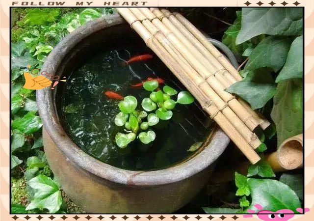 屬龍的人養什么魚旺財