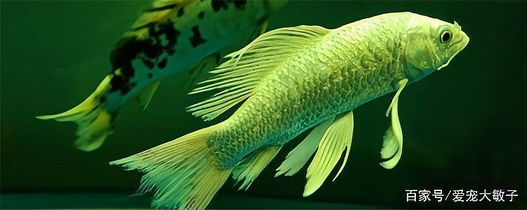 蝴蝶鯉鱗片充血多久會好？