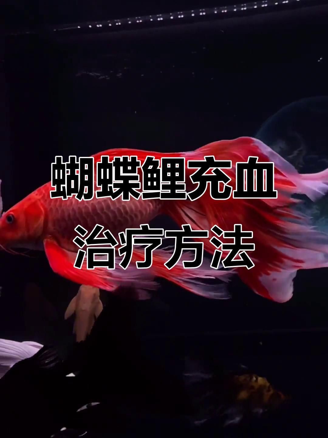 蝴蝶鯉鱗片充血多久會好？