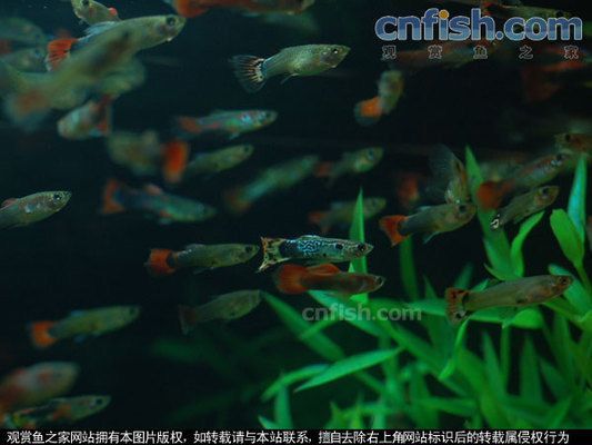 孔雀龍魚常見疾病預防措施：如何判斷孔雀龍魚的健康狀況