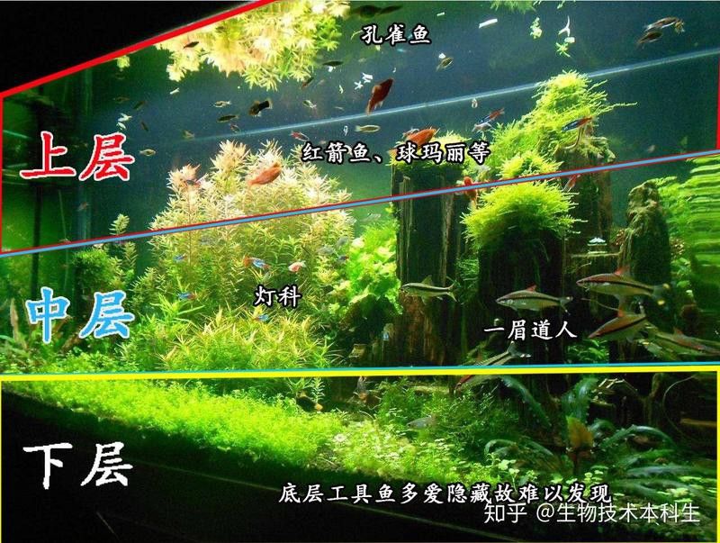藍(lán)曼龍魚和斑馬魚能混養(yǎng)嗎圖片大全視頻