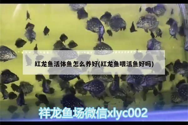 紅龍魚活體（養殖紅龍魚需要注意多個方面以確保它們能夠健康生長并展現最佳狀態）