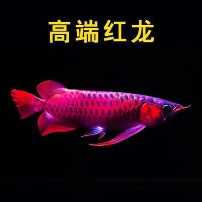 紅龍魚活體（養殖紅龍魚需要注意多個方面以確保它們能夠健康生長并展現最佳狀態）