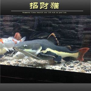 紅龍魚活體（養殖紅龍魚需要注意多個方面以確保它們能夠健康生長并展現最佳狀態）