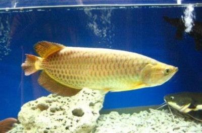養星點龍魚應該注意什么？：養星點龍魚時使用加熱棒保持水溫恒定，對魚的健康和幸福和幸福