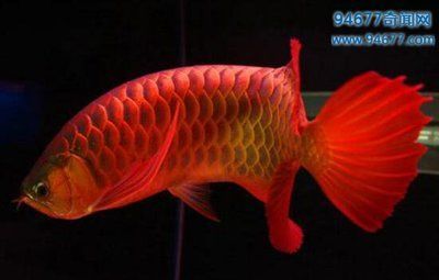20多公分紅龍魚用什么顏色燈：如何搭配紅龍魚燈光色彩
