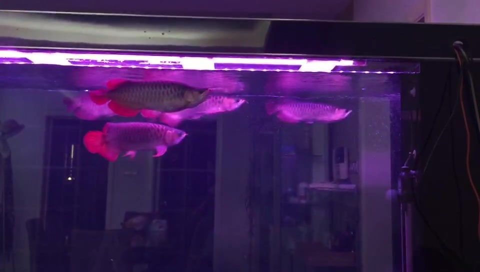 20多公分紅龍魚用什么顏色燈：如何搭配紅龍魚燈光色彩