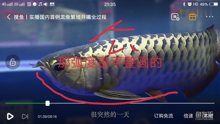 金龍魚分辨公母的方法：如何分辨金龍魚公母