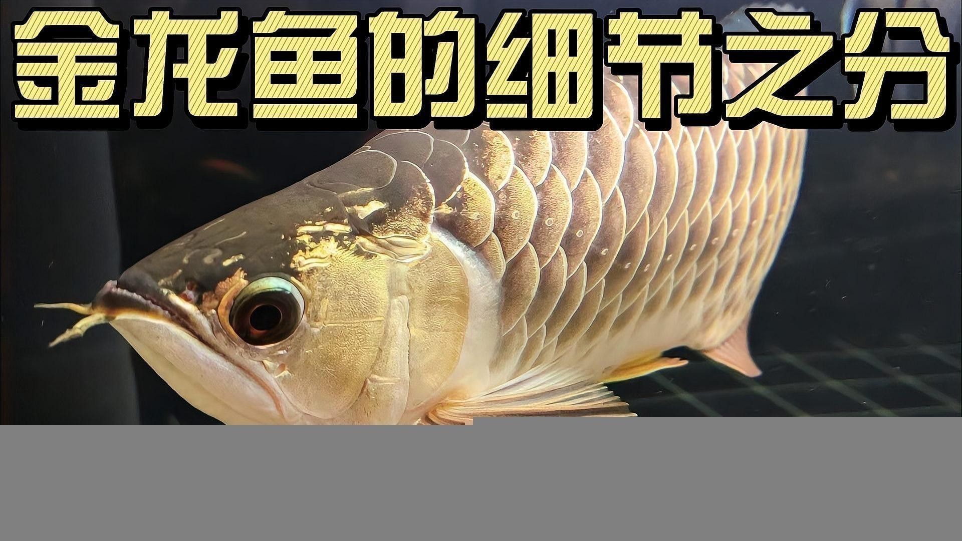 如何區(qū)分不同品種的觀賞龍魚？ 如何區(qū)分不同品種的觀賞龍魚？ 龍魚百科 第3張