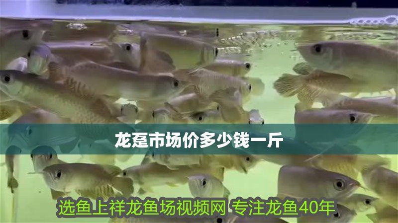 龍躉魚價(jià)格表2025