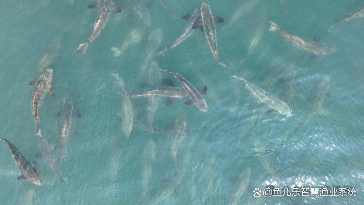 龍躉魚價(jià)格表2025