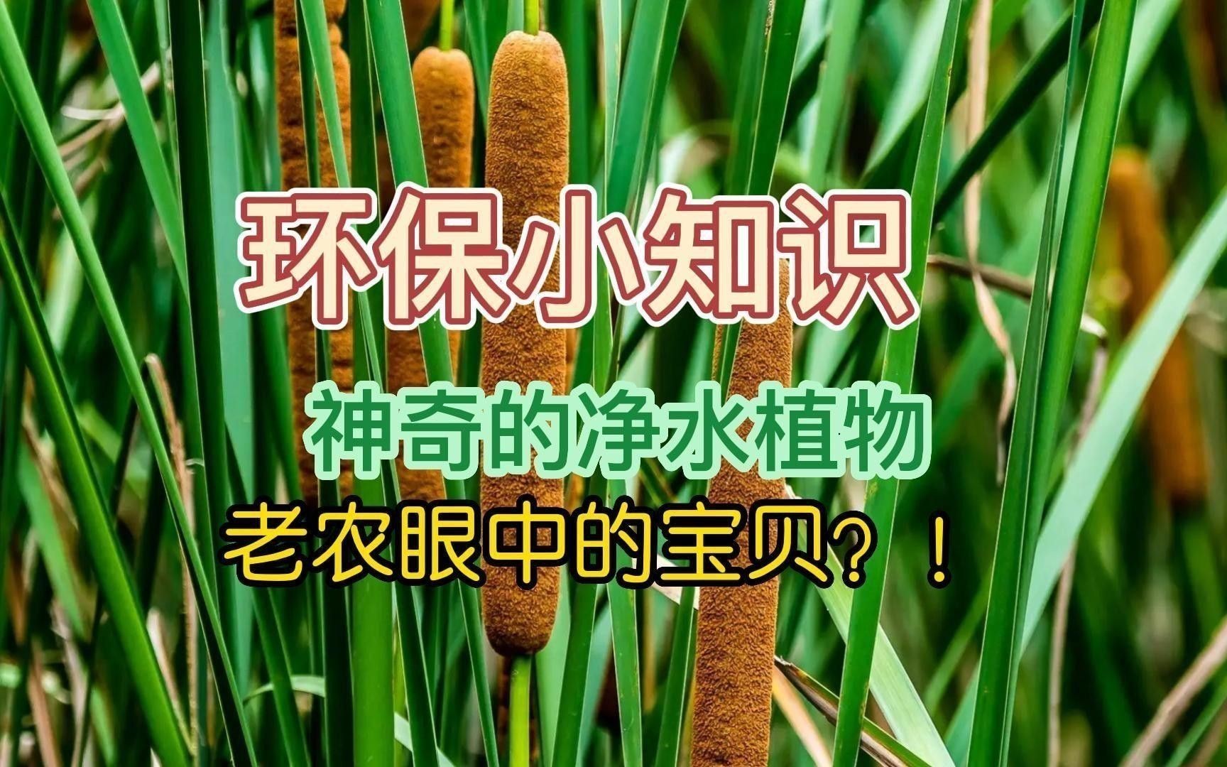 哪些植物能凈化水質？