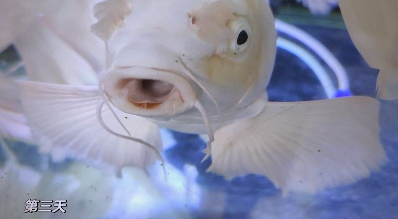 銀龍魚嘴巴爛了多久能好啊