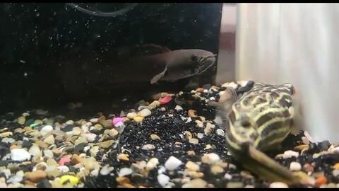 狗頭可以和龍魚混養嗎：狗頭魚可以和龍魚混養嗎？