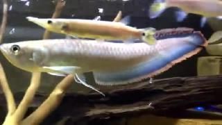 狗頭可以和龍魚混養嗎：狗頭魚可以和龍魚混養嗎？