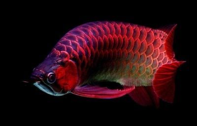 龍魚拖便（龍魚拖便怎么辦）