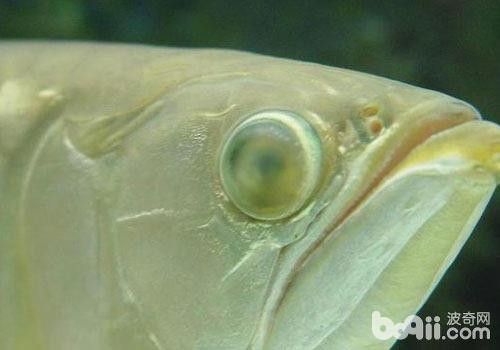 龍魚蒙眼怎么辦圖片視頻